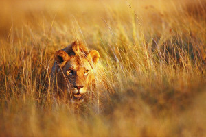 别只看得分，NBA助攻榜同样精彩绝伦！